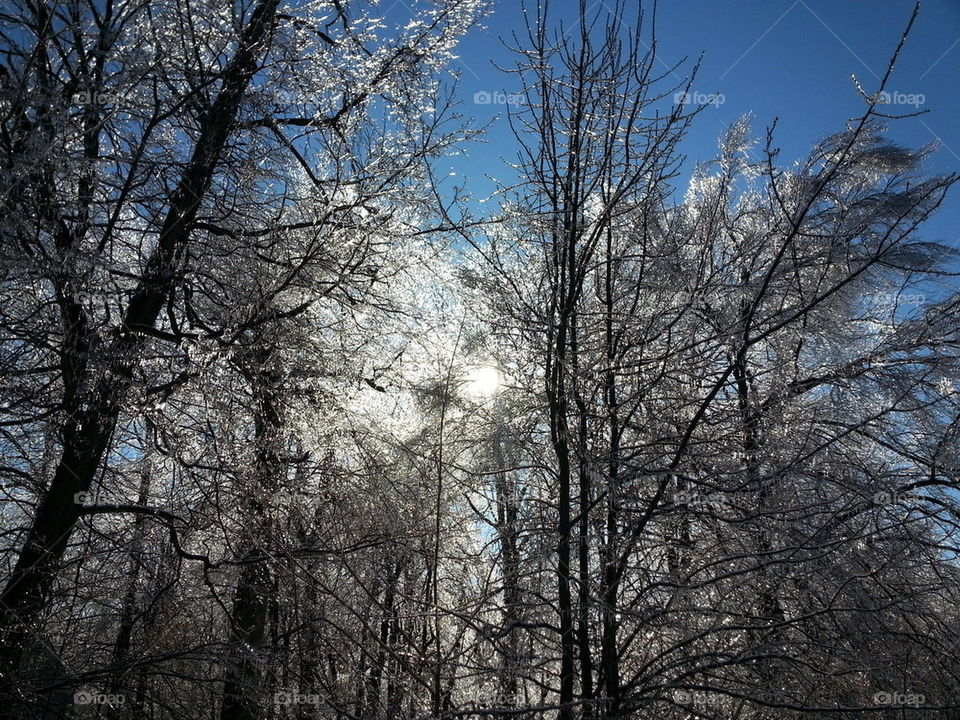 Icy Trees