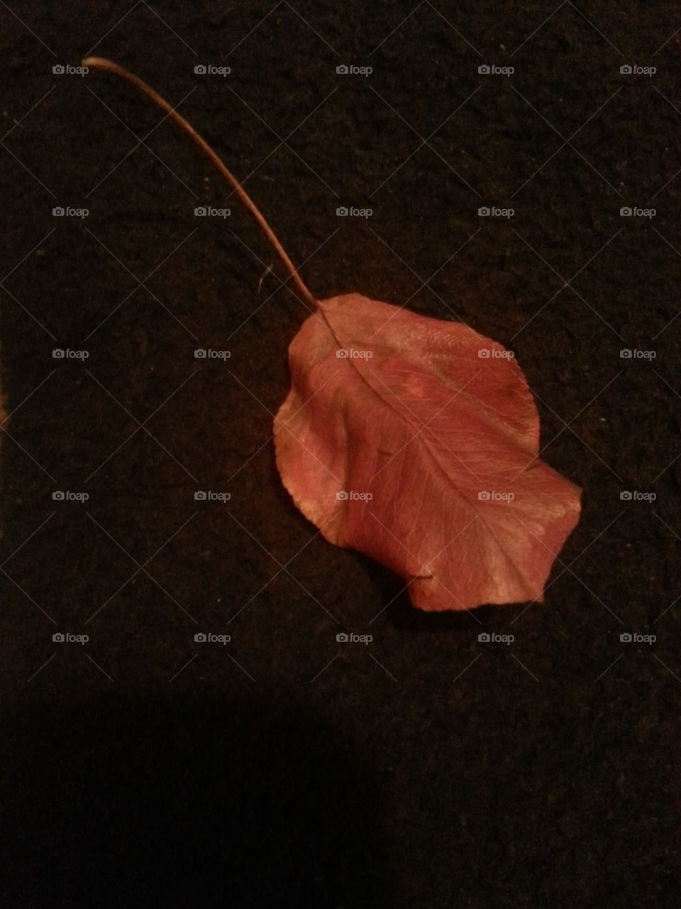 A single fall leaf