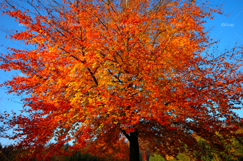 tree orange leaves fire by ibphotography