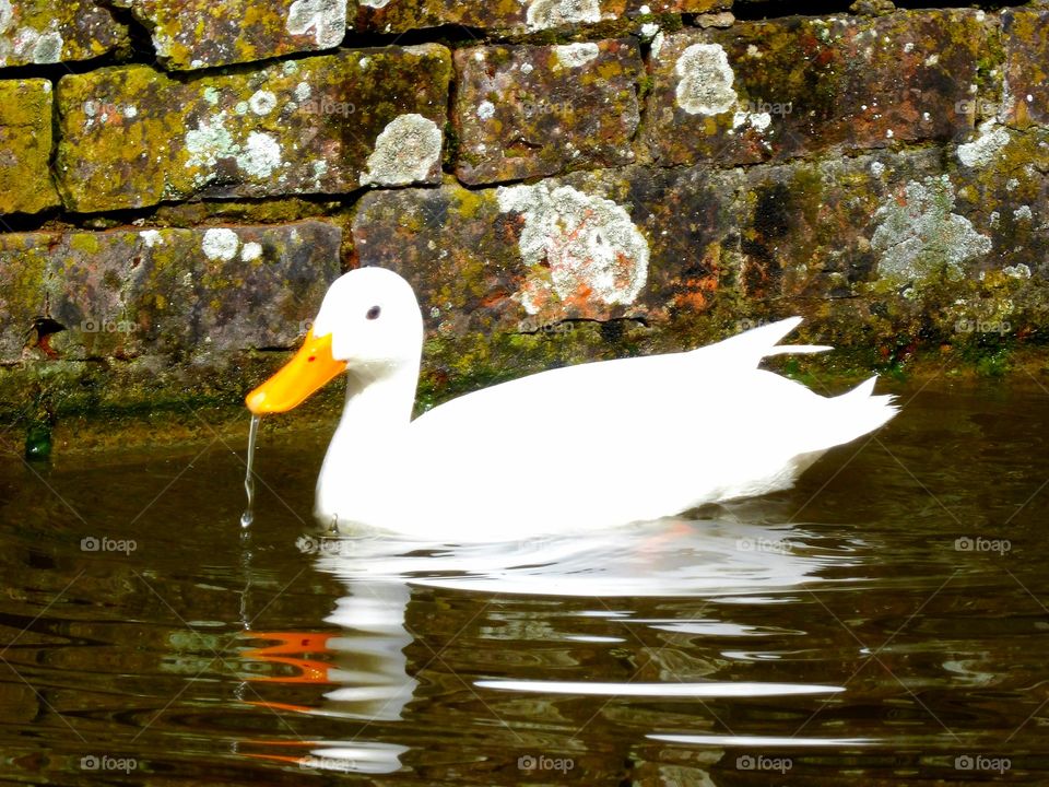 White Duck