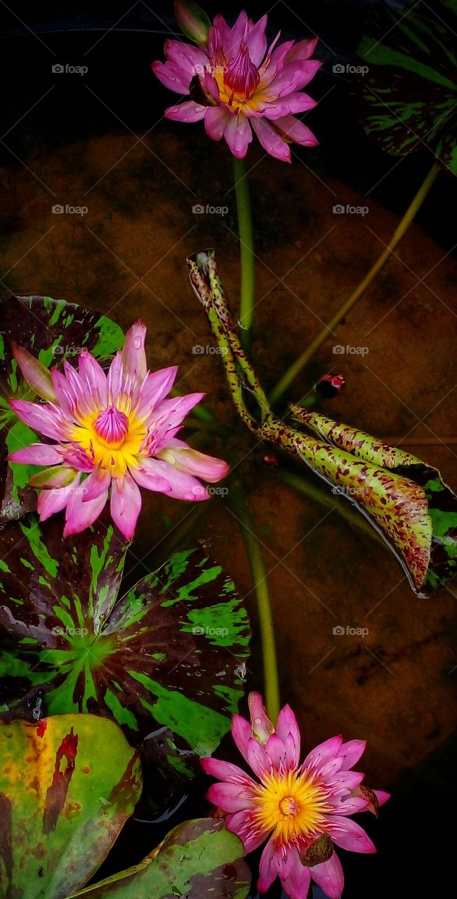 naturelove, pink lover, beautiful flowers, water, pink, flowers,