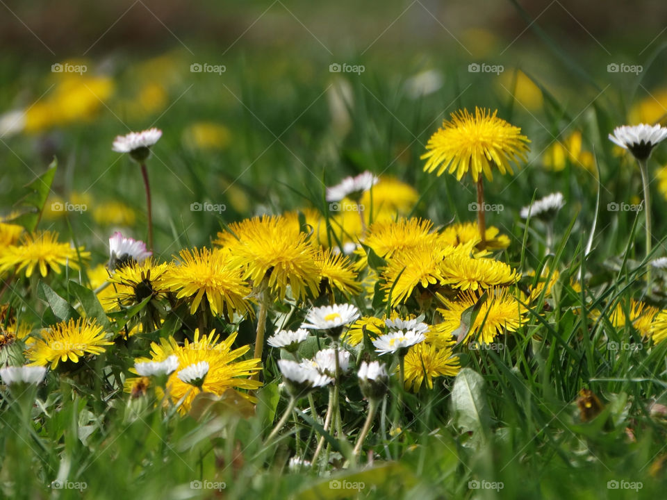 Flowers