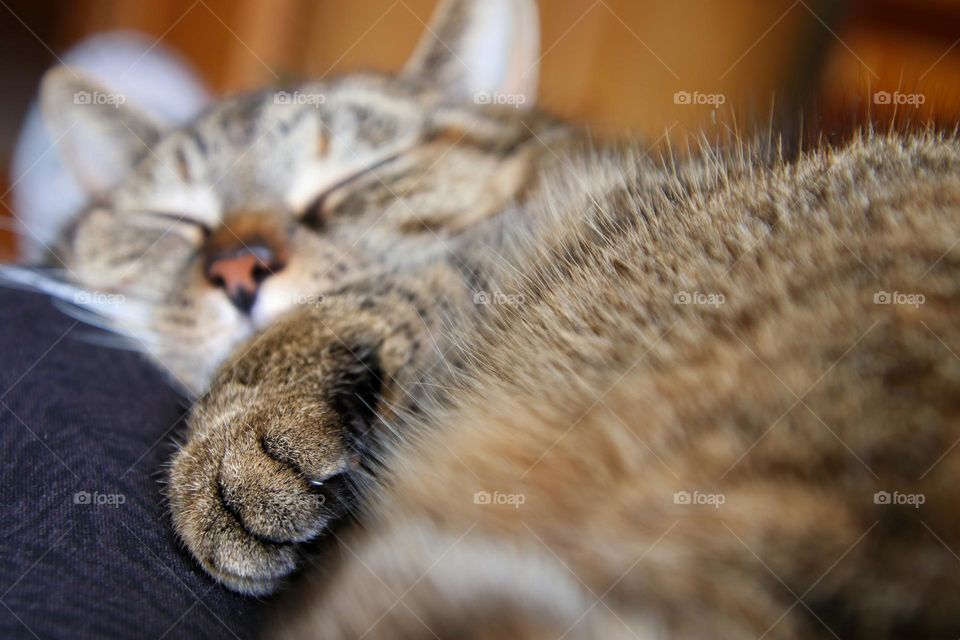 Close up of a tabby senior cat relaxing at home 