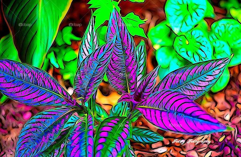 Persian shield hdr paint mode