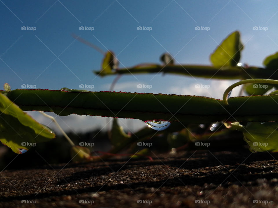 rain drop on the leaf