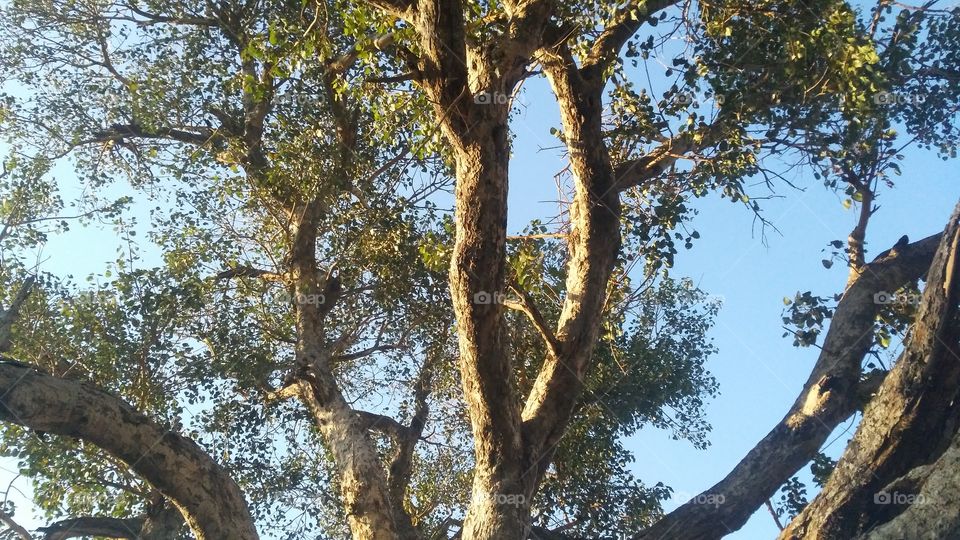 A beautiful scene of holy fig tree in the forest.