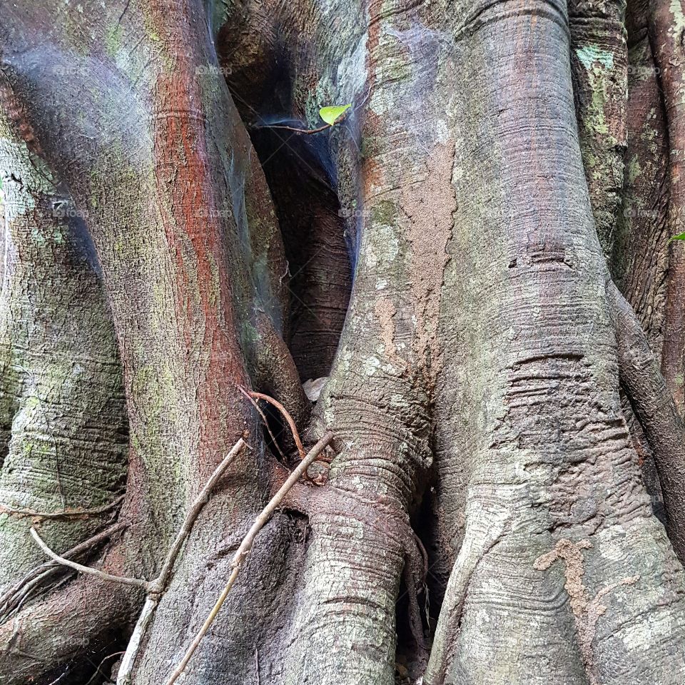 Big root of tree
