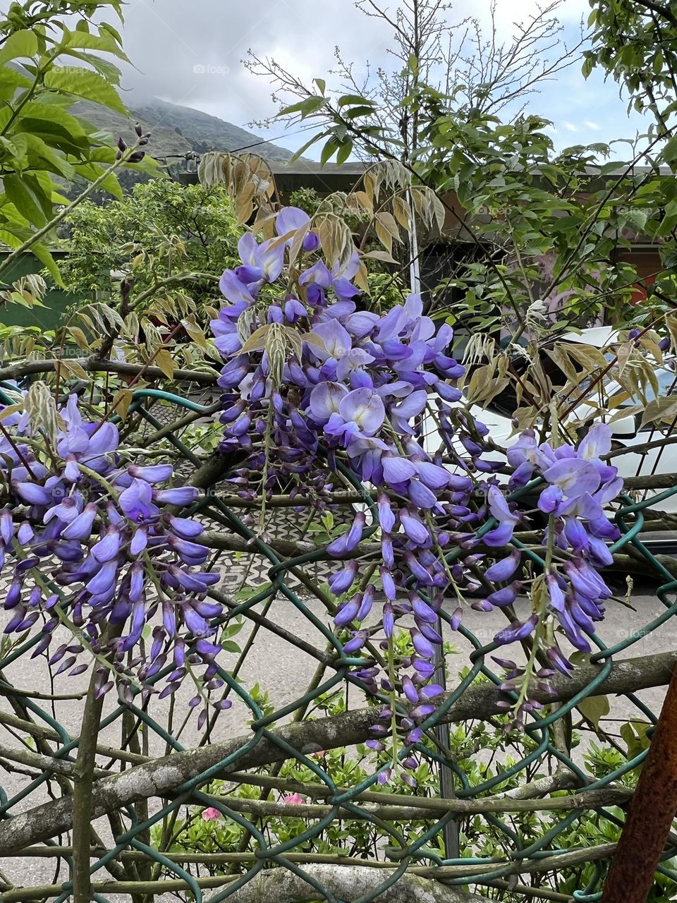 Wisteria flower in Yang Ming Shan 