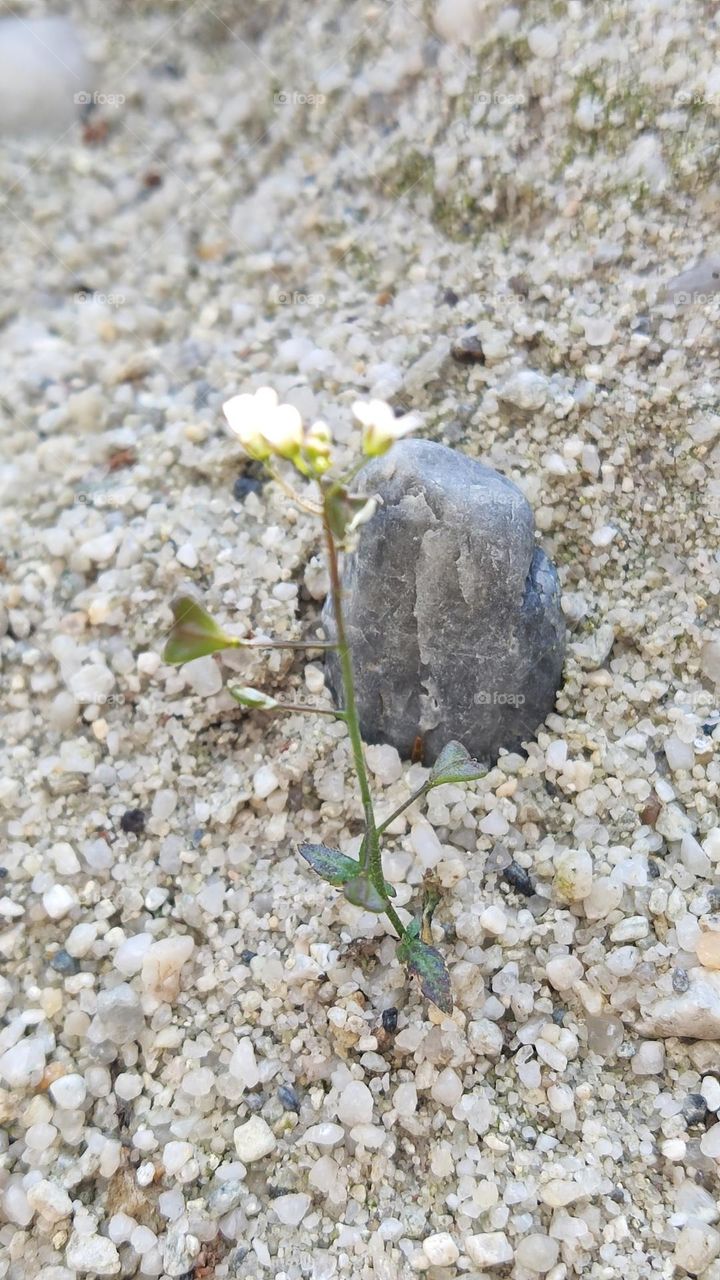 flower in the sand