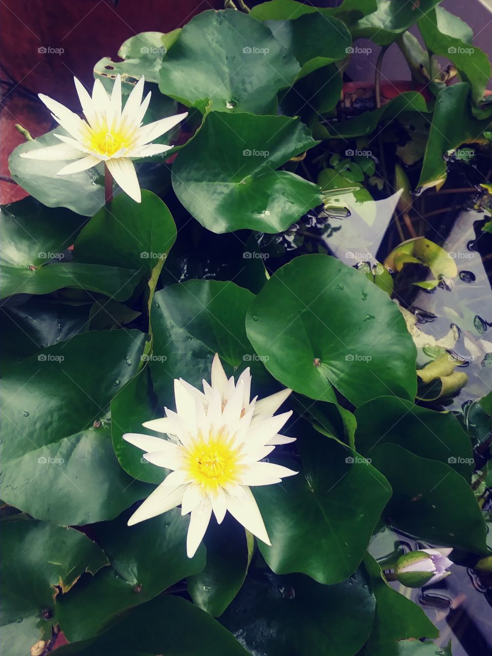 Water lily