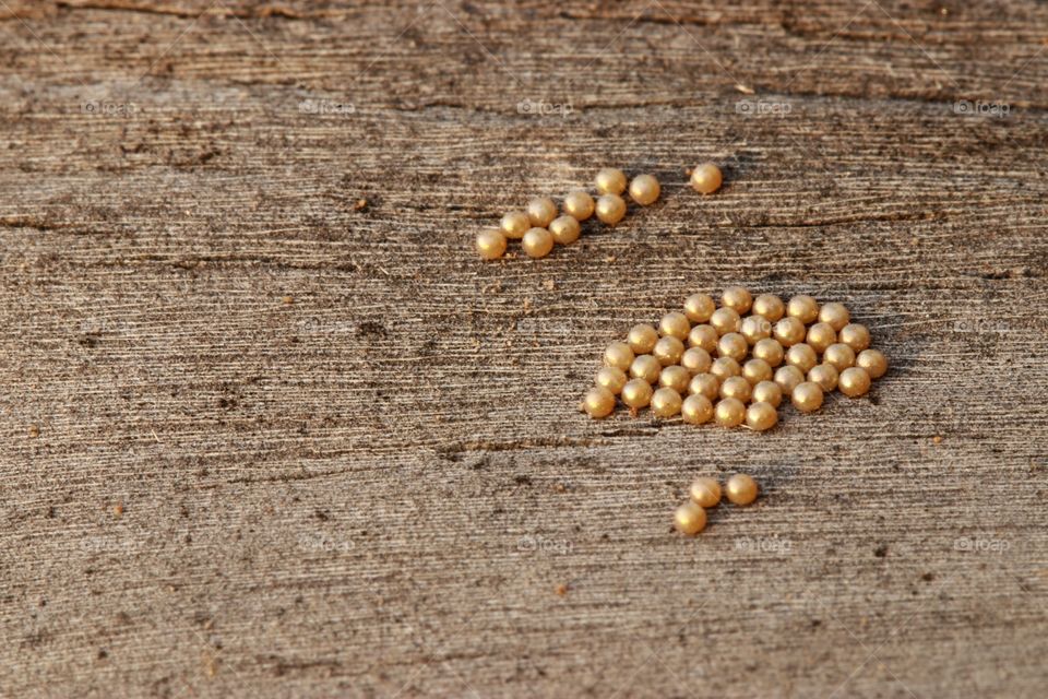 insect golden eggs