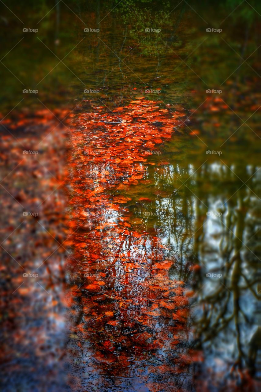 Tree leaves in the water - on the surface of a shallow lake with a great reflection and colors