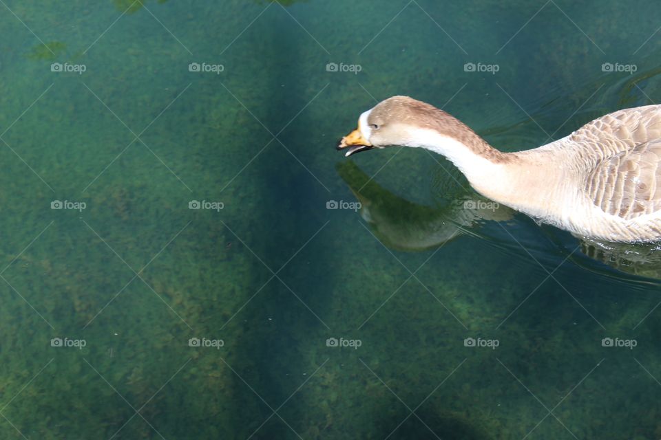Beautiful duck in lack