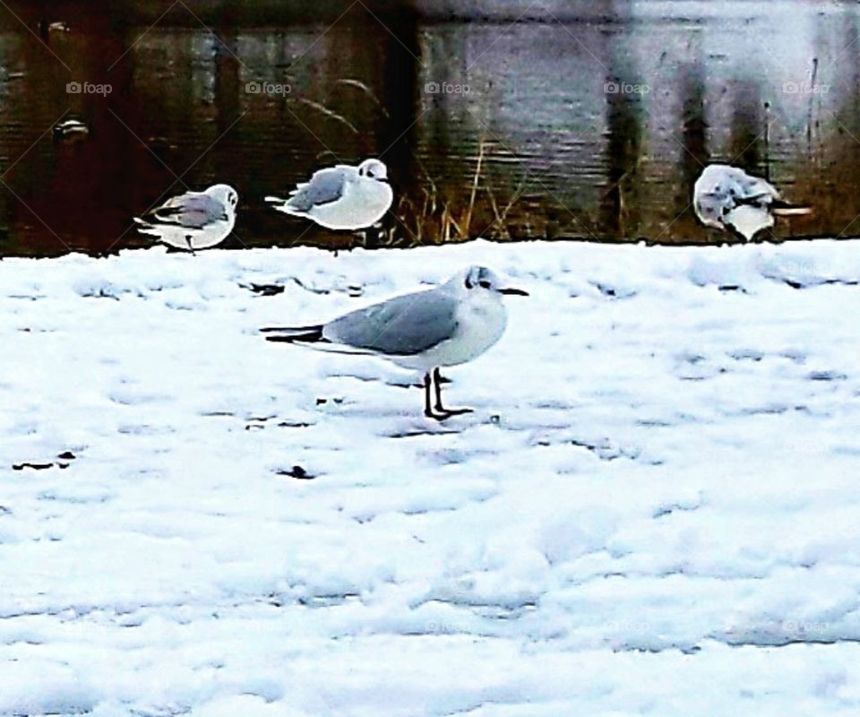 The pristine nature of birds