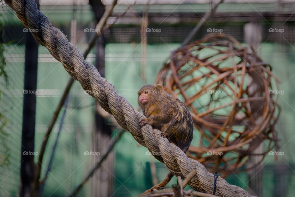 Wildlife, Wood, Nature, Cage, No Person