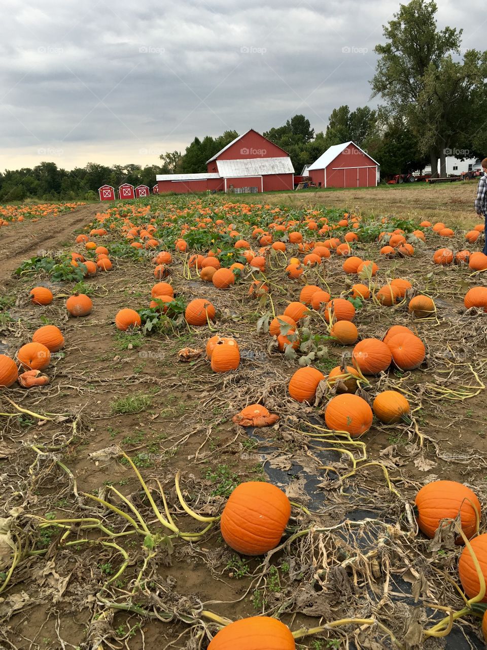 Pumpkin patch in Ohio 