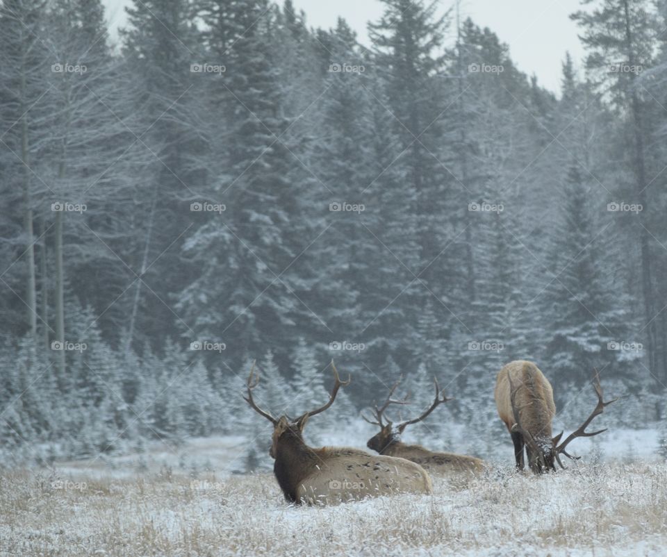 Elk animals in forest during winter