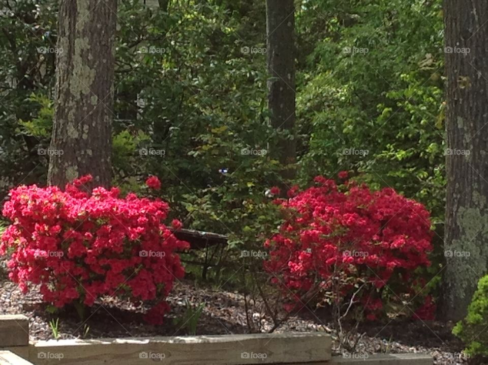 Beautiful blooming Azaleas this Spring.