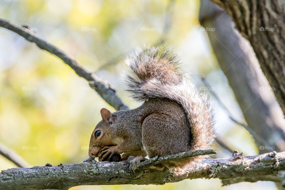 Squirrel Eating a Nut 