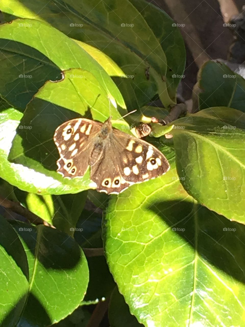 Speckled wood butterfly (Pararge aegeria)   on a Camellia plant in Lincoln, England