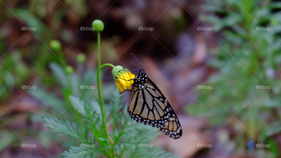 Butterfly on a yellow flower