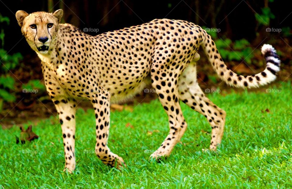 High angle view of cheetah