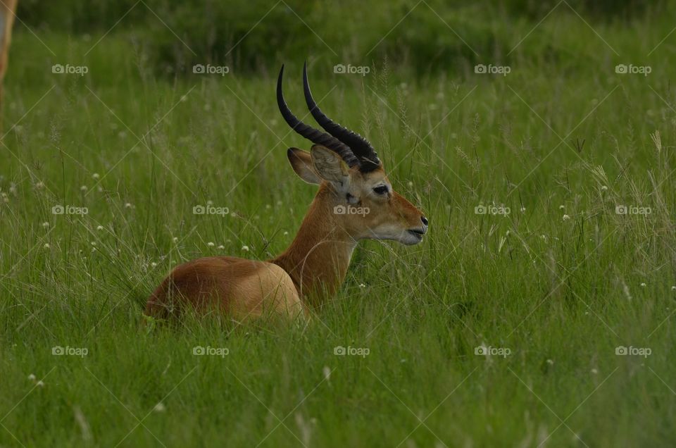 Mammal, Grass, Wildlife, Deer, Hayfield
