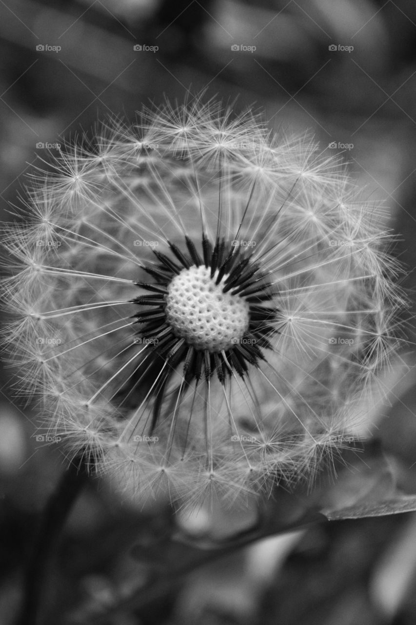 Close-up of a dandelion flower