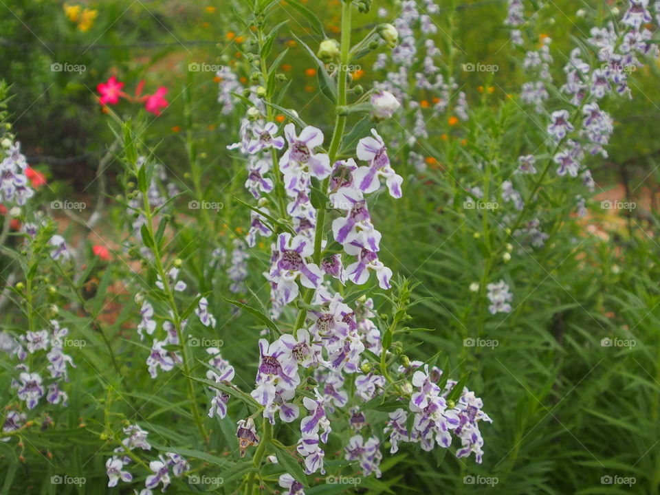 Flowers in the garden