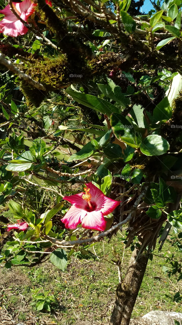 KVITKA CHIBISKA, drevy, landšaft, plasciny liscia i ekalahičnyja rasliny.