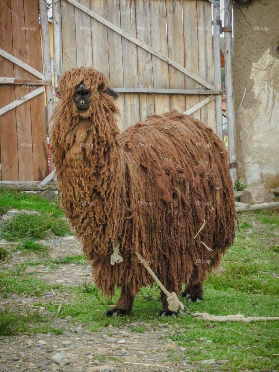 A brown furry and friendly Alpaca in Bolivia 
