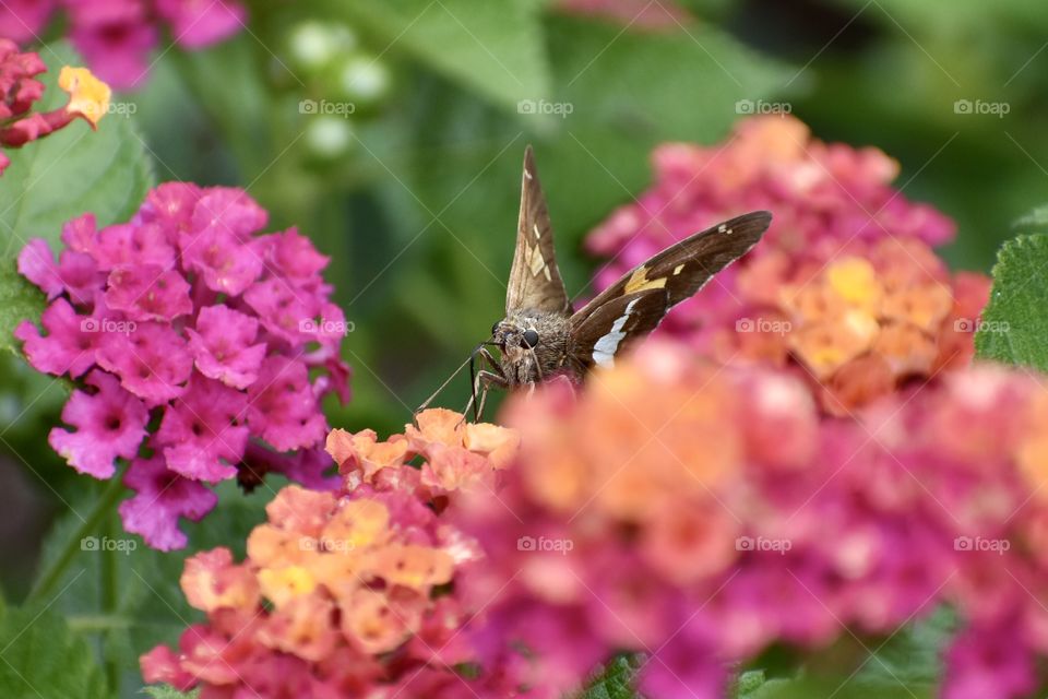 Butterfly On Colorful Flowers Closeup 