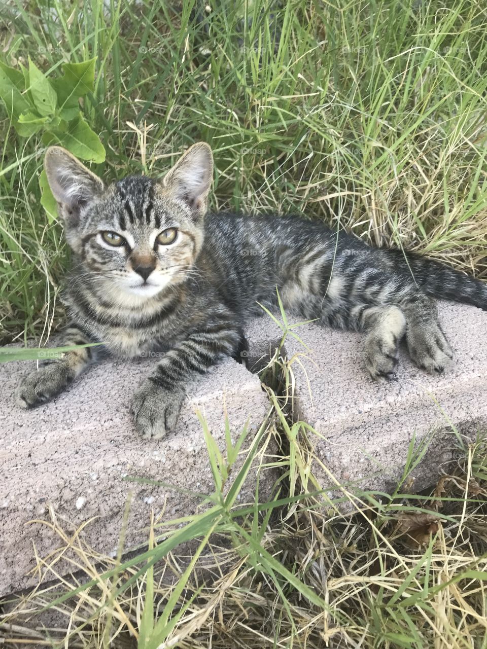 Curious Gray Kitten