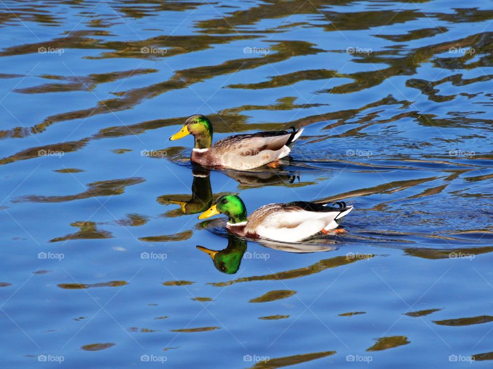 two male mallard ducks swimming in a lake