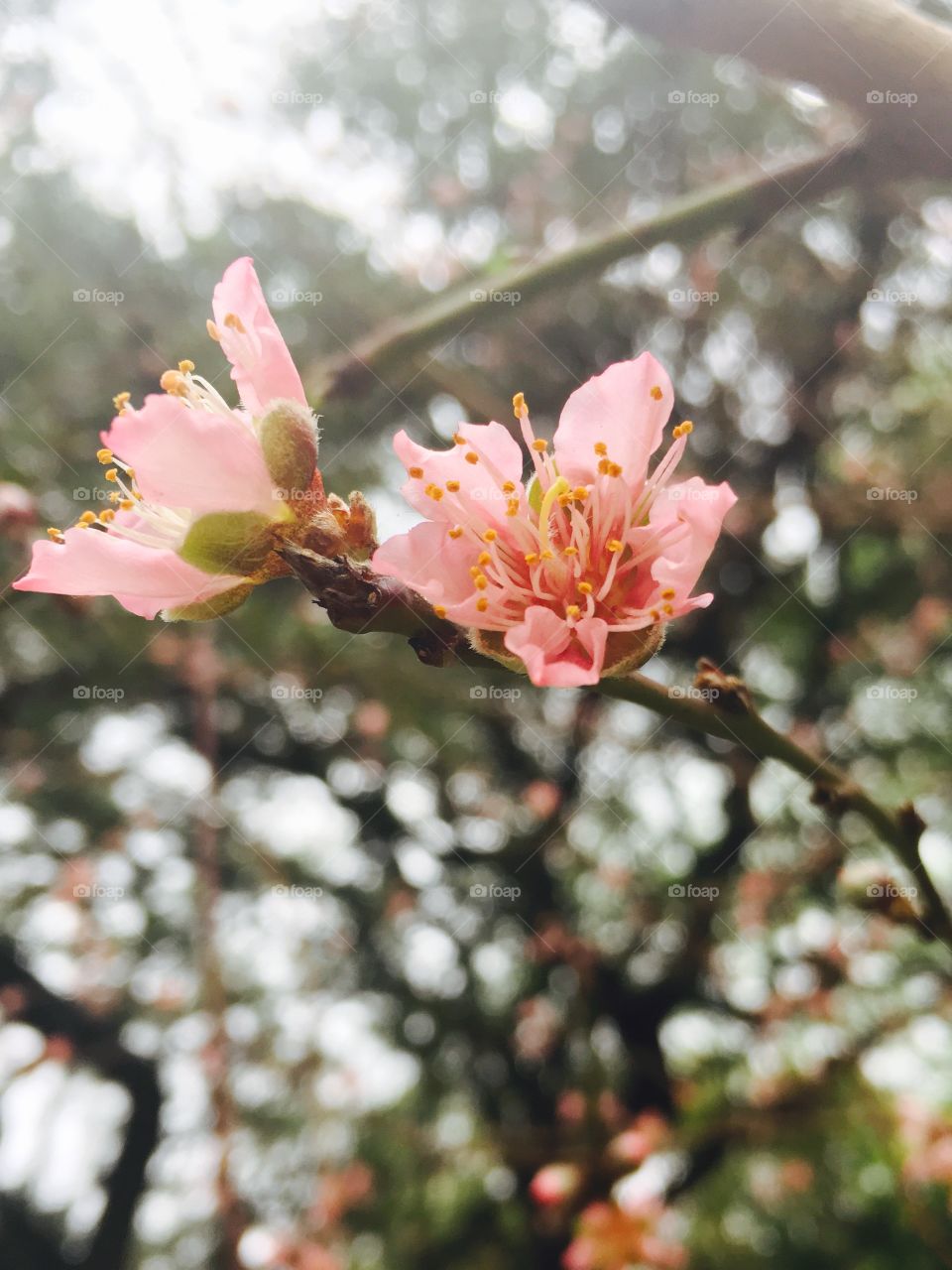 Peach blossom.