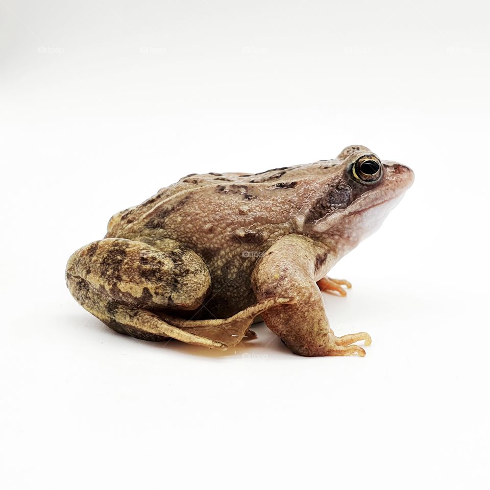 Big cute frog on a white background