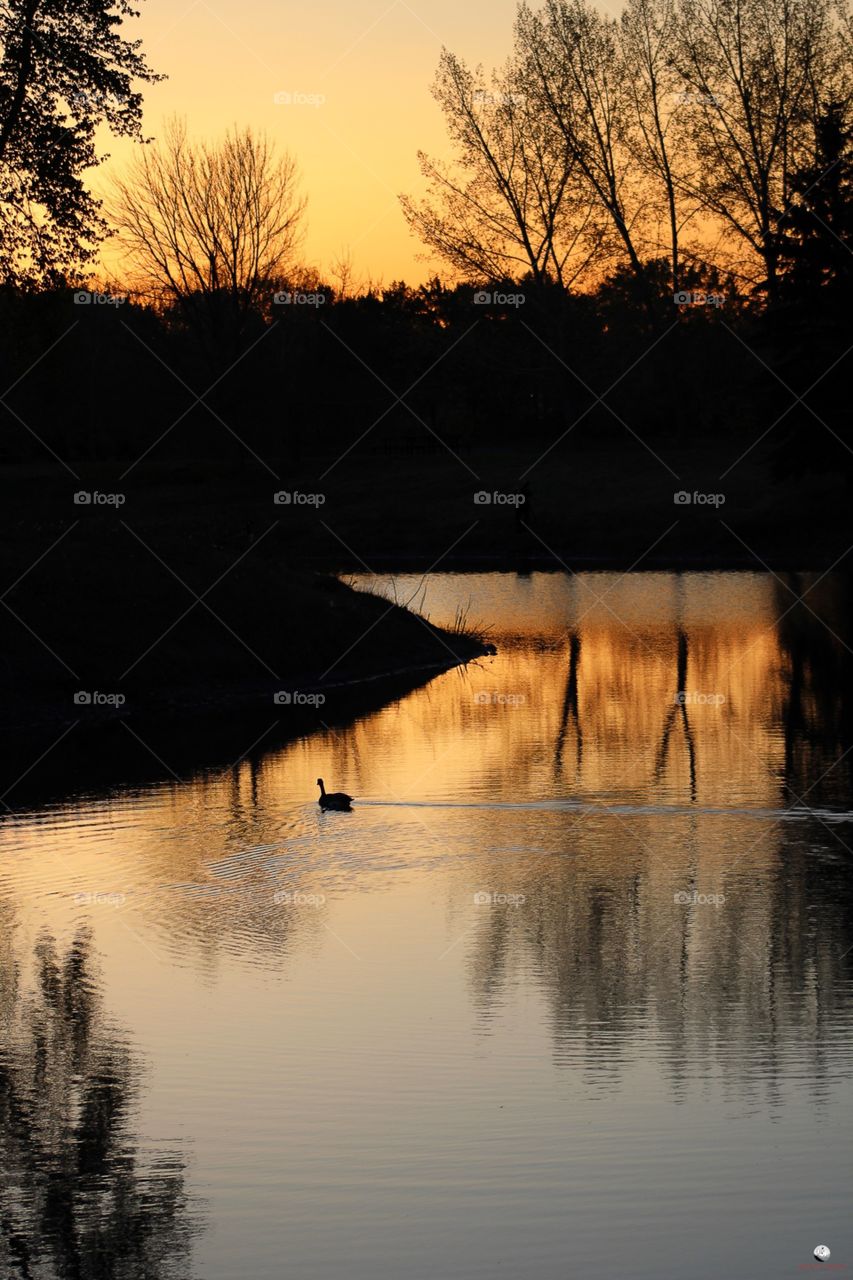 Evening duck pond sunset 