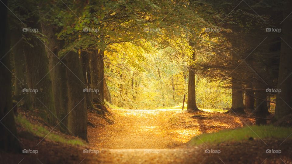 From a beautiful walk in the forest. I love the moody look you’ll in october. The colors are mesmerizing
