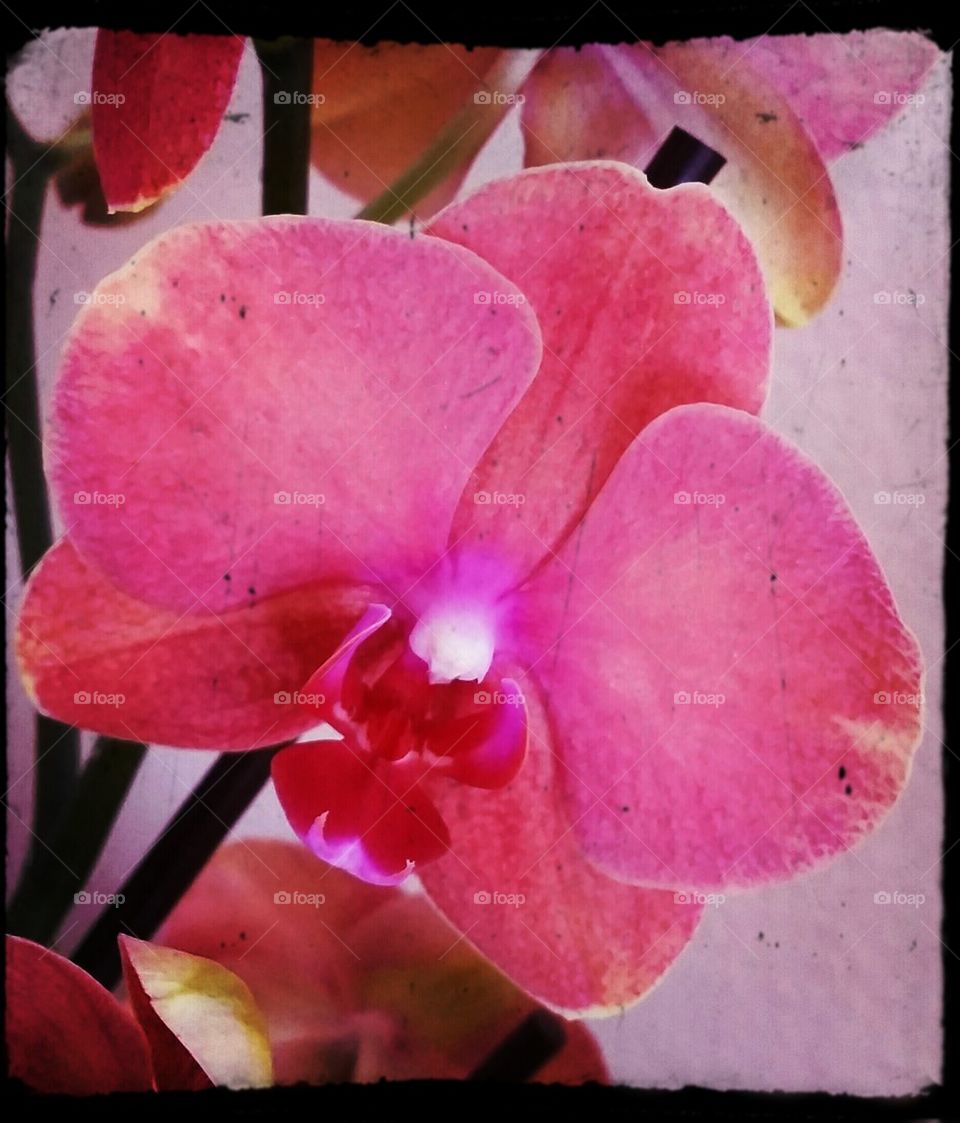 orchid