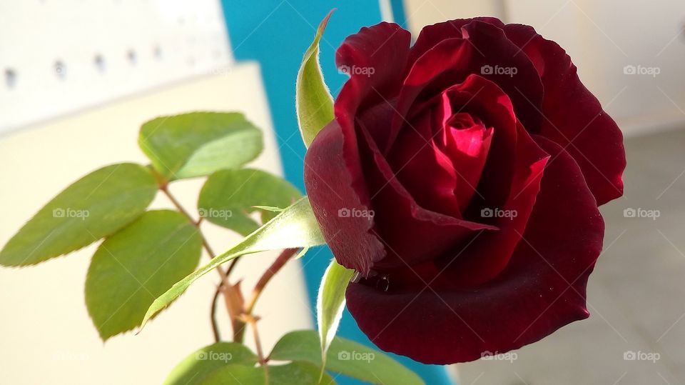 Dark red rose