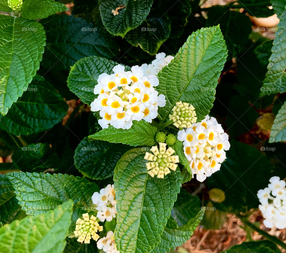 🌹 🇺🇸 Very beautiful flowers to brighten our day.  Live nature and its beauty. Did you like the delicate petals? / 🇧🇷 Flores muito bonitas para alegrar nosso dia. Viva a natureza e sua beleza. Gostaram das pétalas delicadas? 