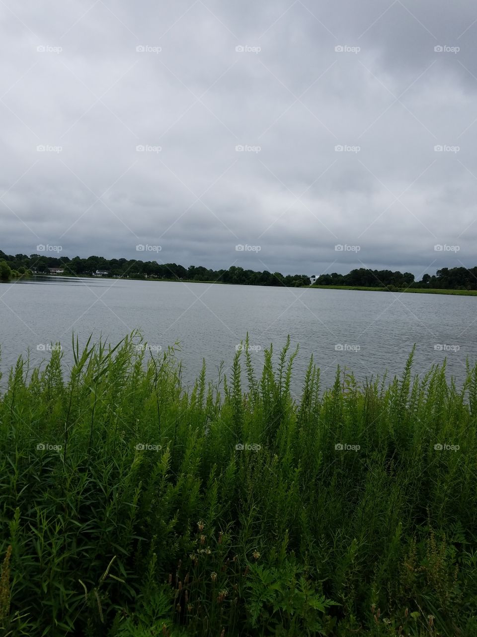 overcast pond