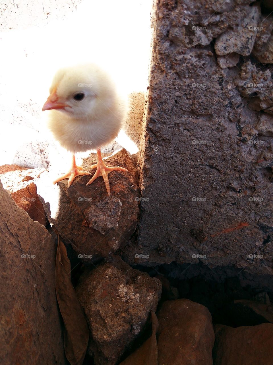 Cute Baby chicks