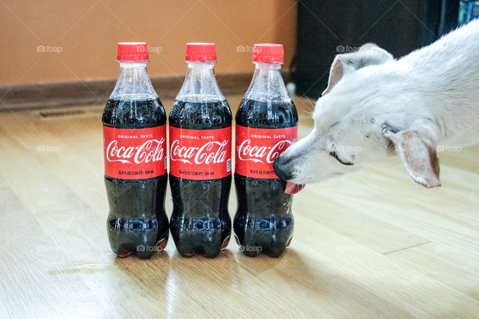 Refreshing CocaCola - my beloved honey licking the bottle.