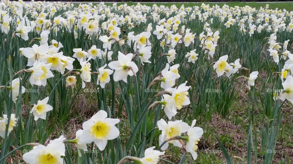 Flower Bed on a Sunny Day