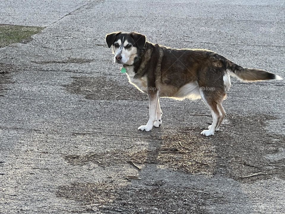 A pup enjoying the evening sun 