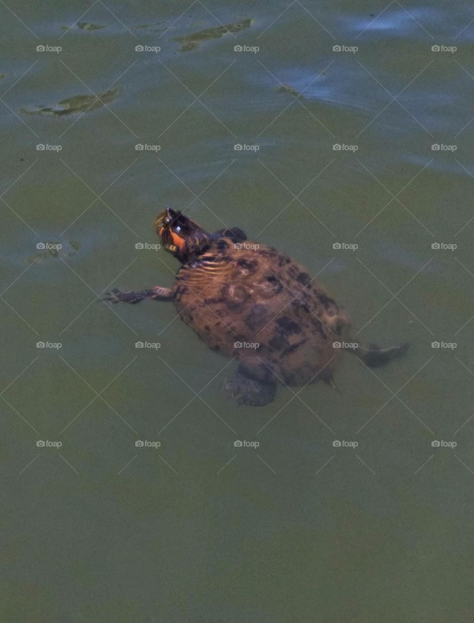 turtle under the water