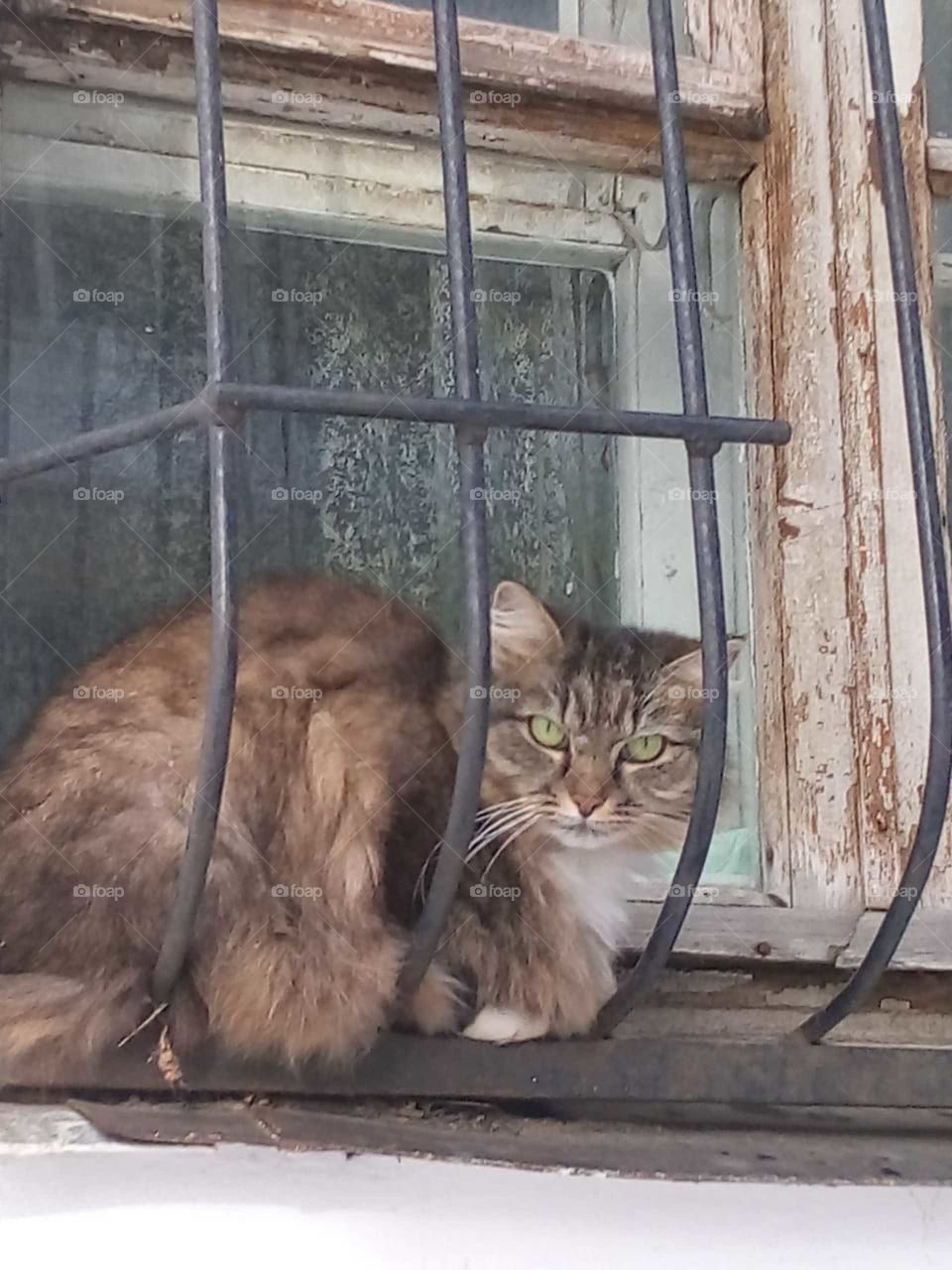 street fluffy gray cat sits on the window behind bars and looks at the street