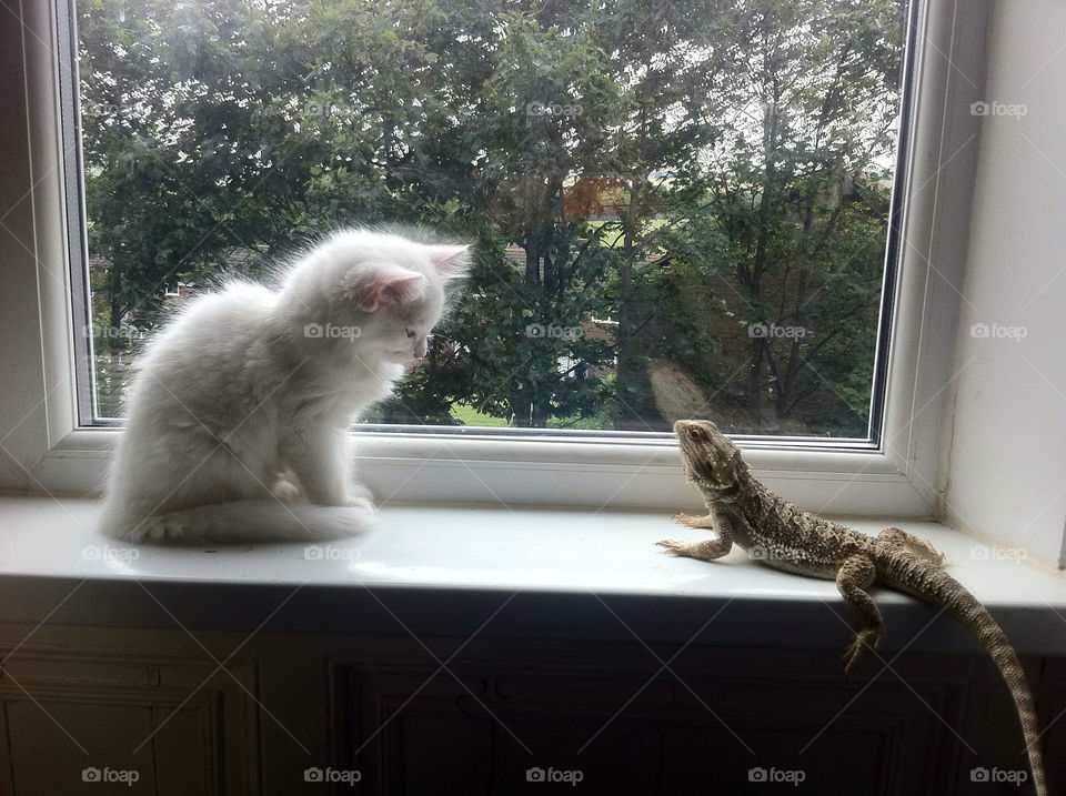 Cat and lizard on window sill