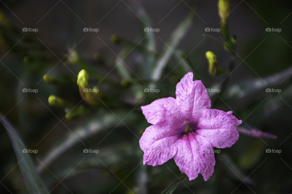 Pink flower or Ruellia squarrosa (Fenzi) Cufod  in garden.